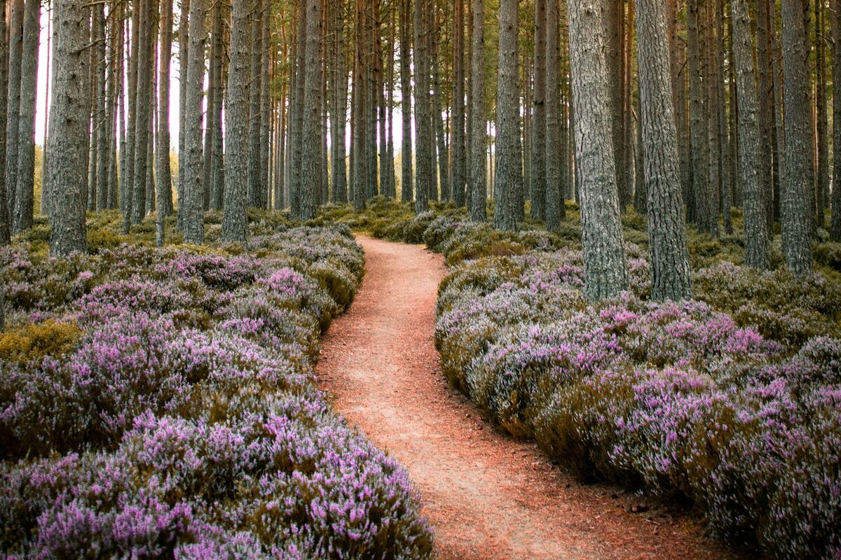 A path through Scots pines, with purple heather on both sides.